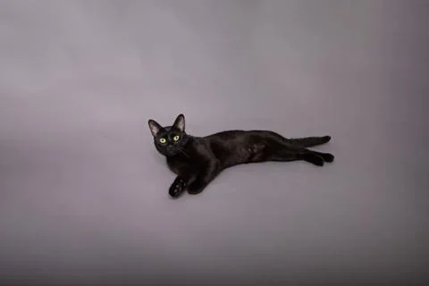 Black cat laying down resting stretched out with head up Stock Photos