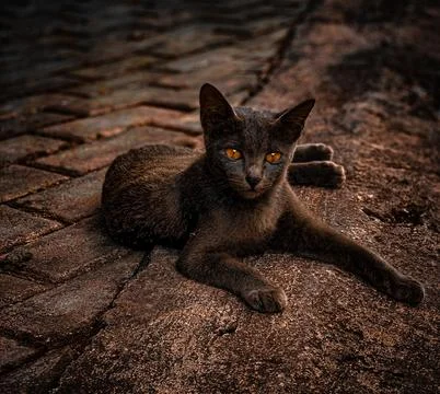 Black cat laying on the path Stock Photos