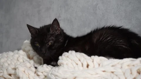A black cat is laying on a white blanket Stock Footage 303846558