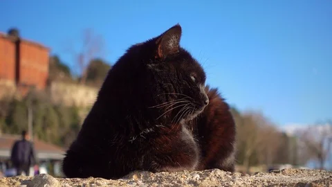 A black cat lays and basks in the sun against the blue sky. 库存影片 87917727