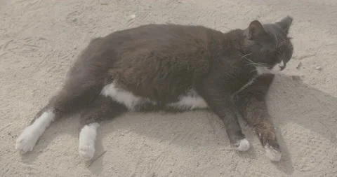 Black cat lays Vídeos de archivo 177535452