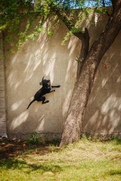 Black cat leaps toward tree trunk with playful energy Stock Photos