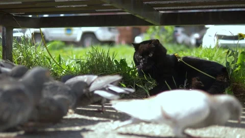 Black cat on a leash is under the bench and watches a flock of pigeons Stock Footage 130269814