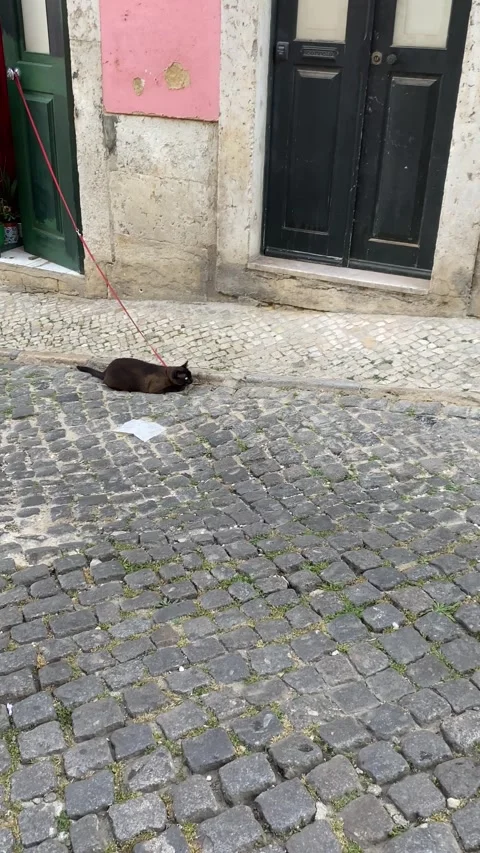 Black cat on a leash. Vertical video Stock Footage 280995617