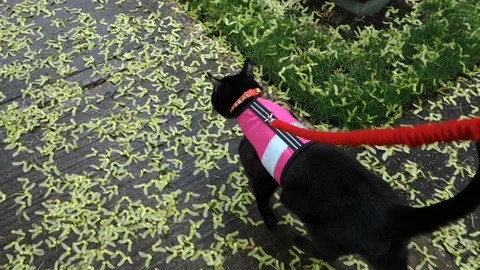 Black cat on a leash walking on the sidewalk Stock Footage 113237190