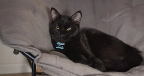 Black Cat Licking Himself Stock Footage 150596163