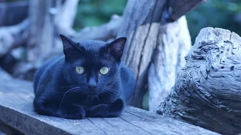 Black cat licking its leg Stock Footage 111077053