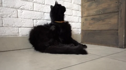 Black cat licking itself Stock Footage 108283293