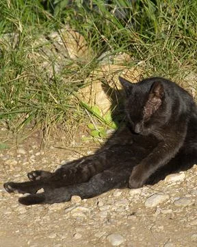 Black Cat Licking Itself Stock-Fotos