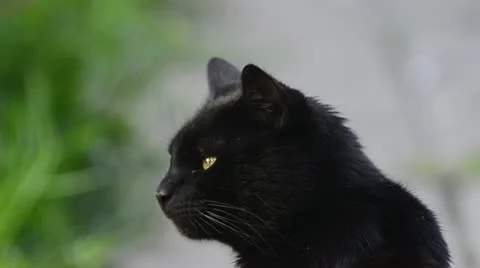 Black cat licks lips then looks away Stock Footage 11115580