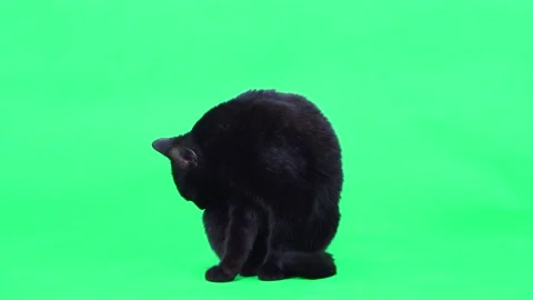 Black cat licks wool washes on green screen. studio Stock-Footage 171790952