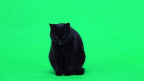 Black cat licks wool washes on green screen. studio Video stock 171790974