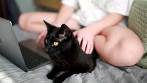 A black cat lies on the bed next to a person working on a laptop. Stock Footage 302988584