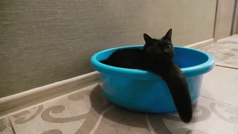 A black cat lies in an empty blue basin, turns around and licks its nose Stock Footage 133431266
