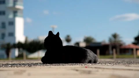 Black cat lies on the ground Stock Footage 170431262