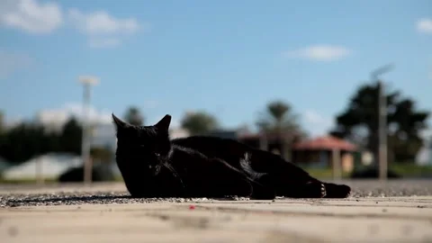 Black cat lies on the ground Stock Footage 170431264