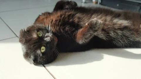 Black cat lies on its back on the floor, basking in sunlight, appearing playful Stock-Footage 304655828