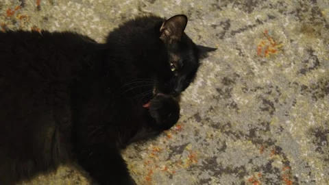 A black cat lies on a patterned carpet and licks its paw, grooming calmly in a Stock Footage 318520617