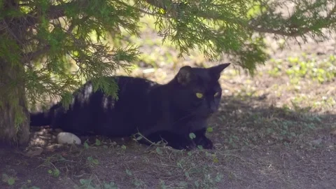 A black cat lies in the shade of a tree, escaping from the intense heat  Stock Footage 323959720