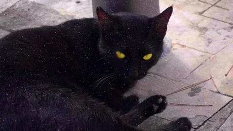 The black cat lies, washes, brushes and looks at you with its bright yellow eyes Stock Footage 330858633