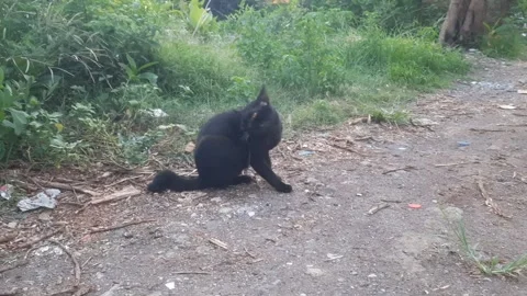Black Cat Life Stock Footage 333985453