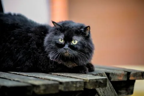 Black cat ligraphy plan Stock Photos