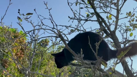 A black cat with long fur climbs a tree branch in autumn. Stock Footage 287387250