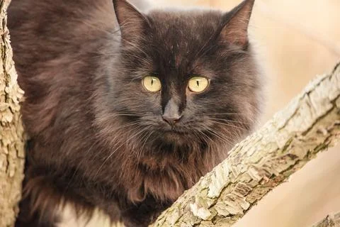 Black cat with long fur on a tree. Pet, cat. Stock Photos
