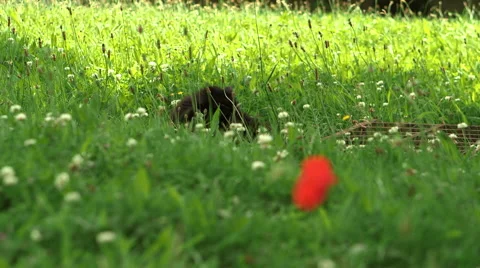 Black cat in long summer grass Stock Footage 47529027