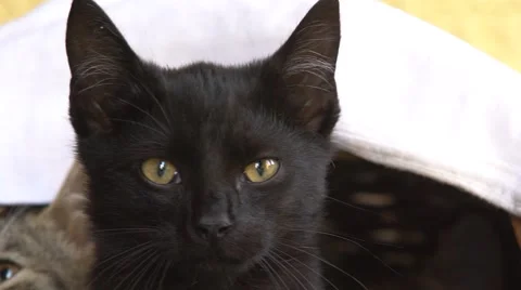 Black cat looking around slow-mo Stock Footage 56317571