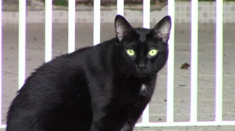 Black cat looking to the câmera ( and the arounds) Stock Footage 46055058