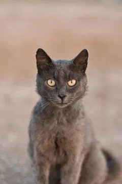 Black cat looking at the camera on the beach at sunset Фото