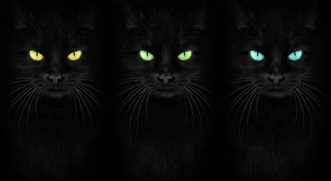 Black Cat looking at the camera, Close-up cat portrait Stock Photos