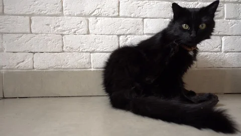 Black cat looking at camera Stock Footage 108284035