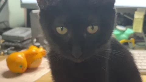 Black cat looking at the camera Stock Footage 316675225