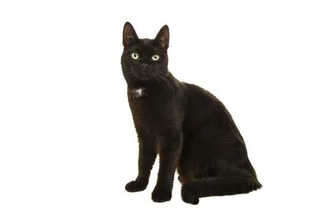 Black cat looking at the camera isolated on a white background Stock Photos