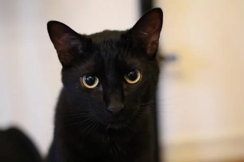 Black cat looking at camera Stock Photos