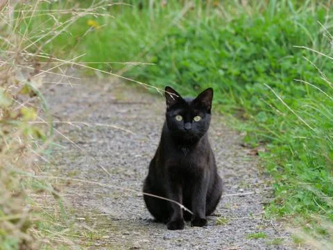 Black cat looking at the camera Stock Photos