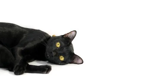 Black cat looking to camera Stock Photos