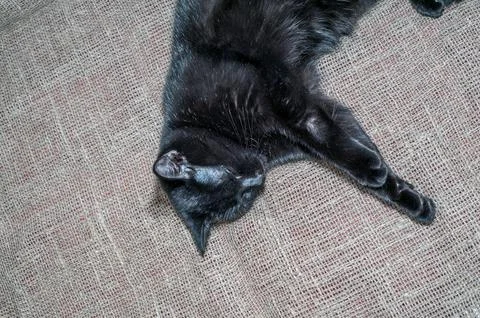 The black cat looking at camera silver background Stock-Fotos