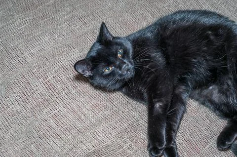 The black cat looking at camera silver background Stock Photos