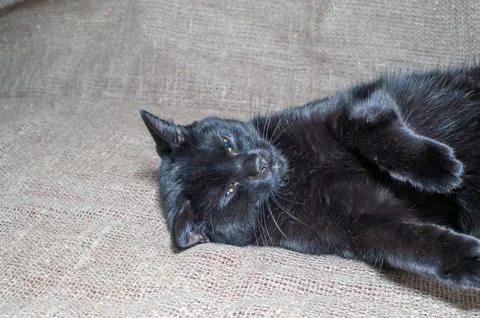 The black cat looking at camera silver background Stock Photos