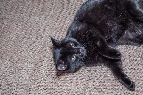 The black cat looking at camera silver background Stock Photos