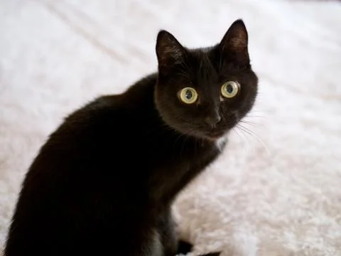 Black cat looking at camera, on white background. Stock-Fotos