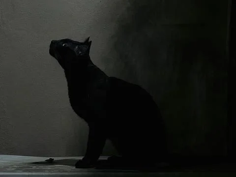 Black cat looking up with dark environment Stock Photos