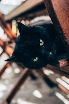 A black cat looking directly to the camera Stock Photos