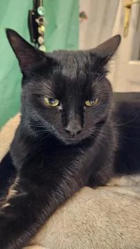 Black Cat Looking Directly at the Camera with Intense Eyes Stock Photos