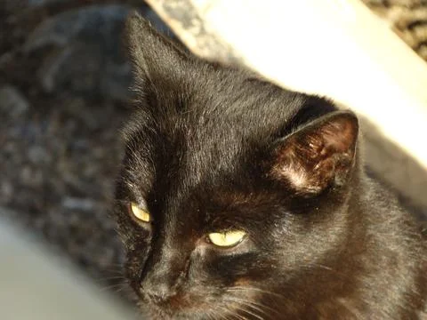 Black cat looking down with glowing yellow eyes Stock Photos