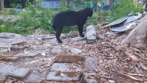 Black Cat, Looking far a head Stock Footage 333985325