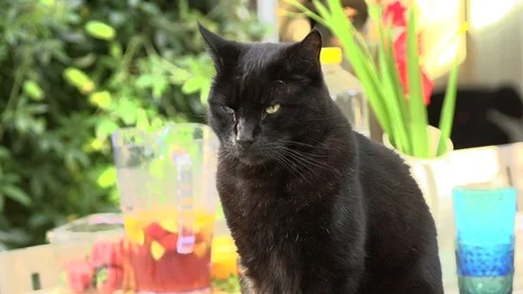 Black cat looking up Stock Footage 91375867